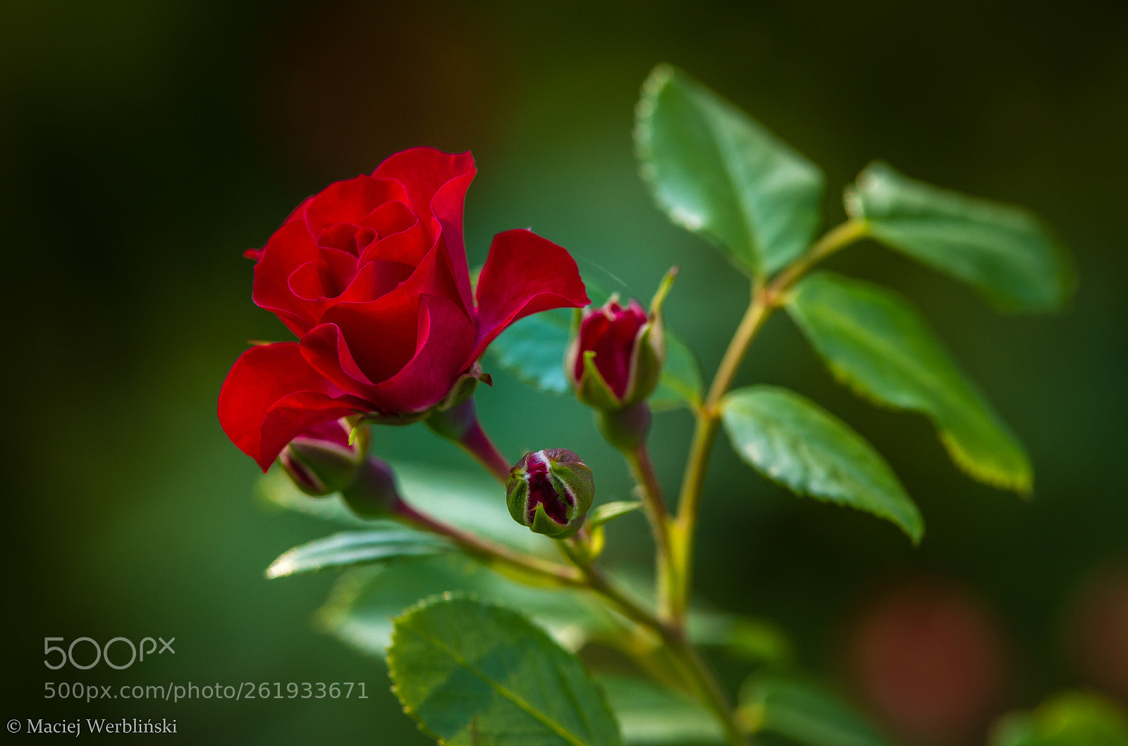 Pentax K-50 sample photo. Her majesty - the photography