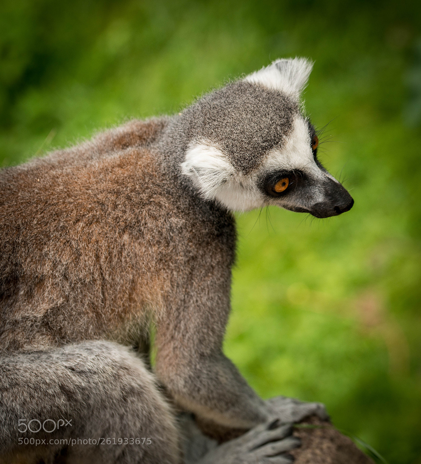 Nikon D800 sample photo. Lemur photography