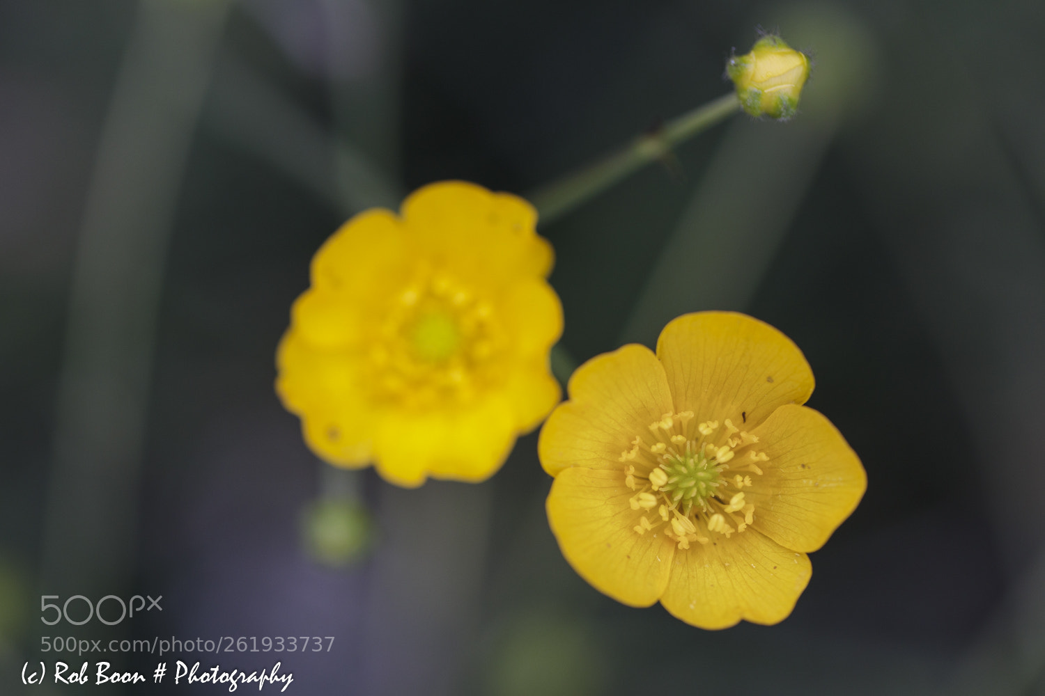 Canon EOS 5DS sample photo. Boterbloem 4 photography