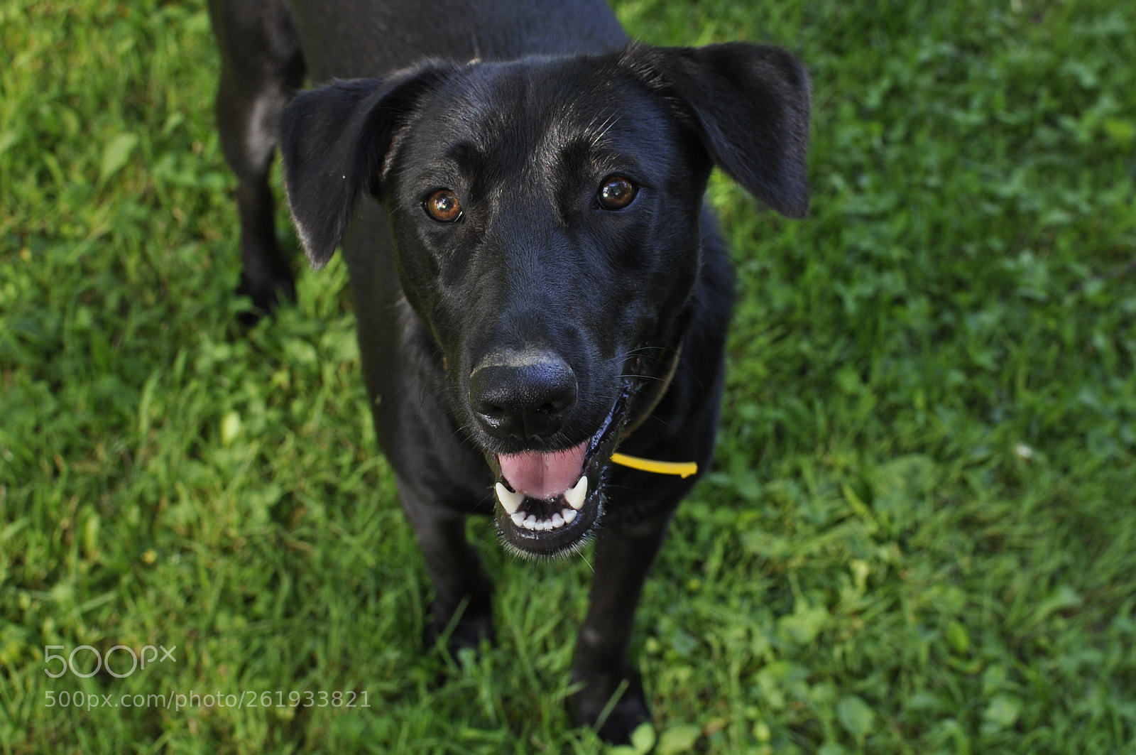 Nikon AF-S DX Nikkor 35mm F1.8G sample photo. Dog photography