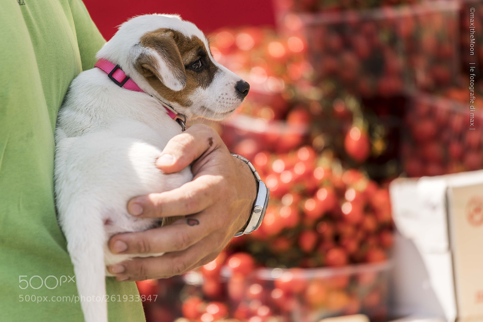 Sony a7R II sample photo. Puppy photography
