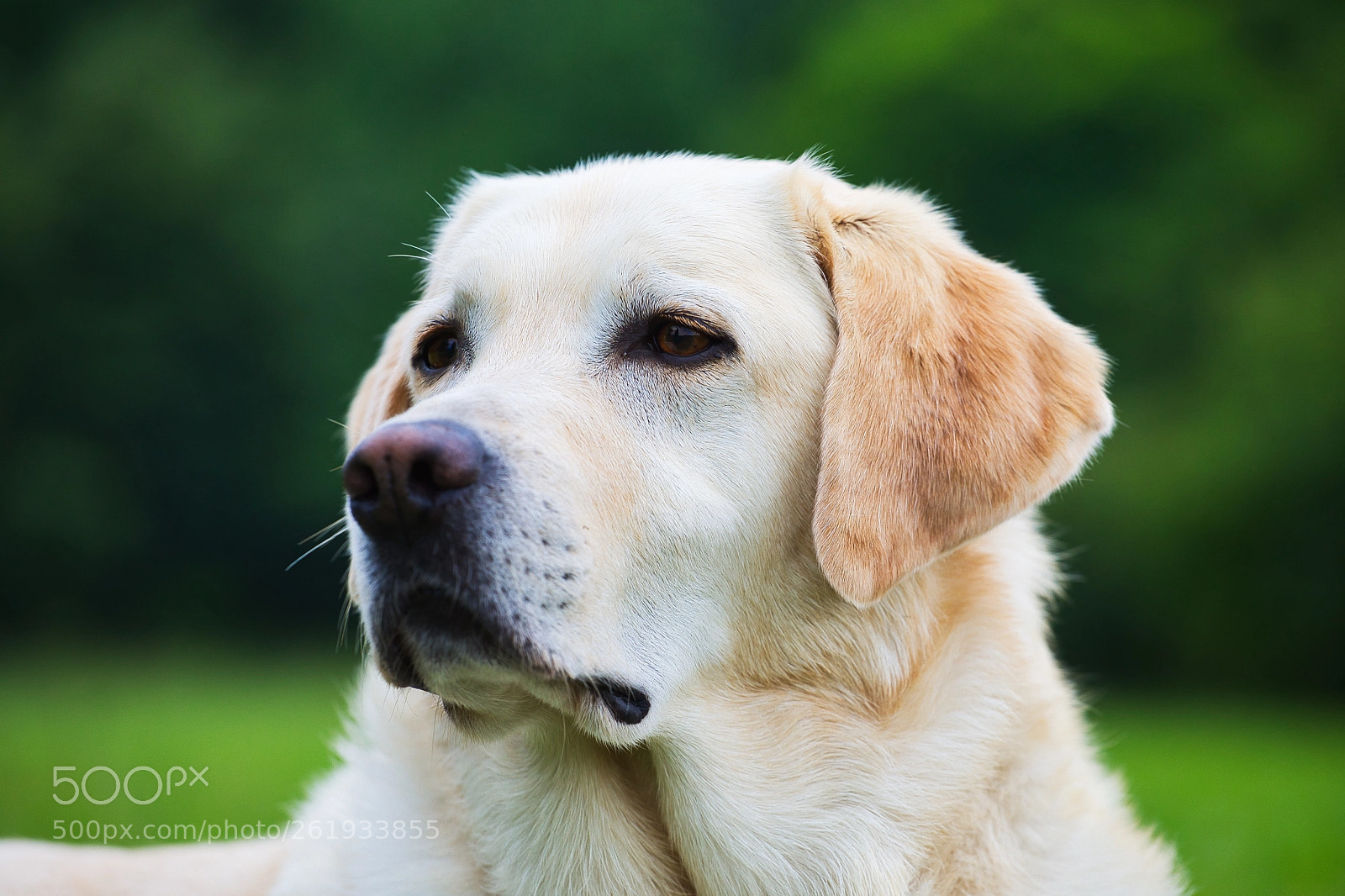 Canon EOS 5D Mark IV sample photo. Watson photography