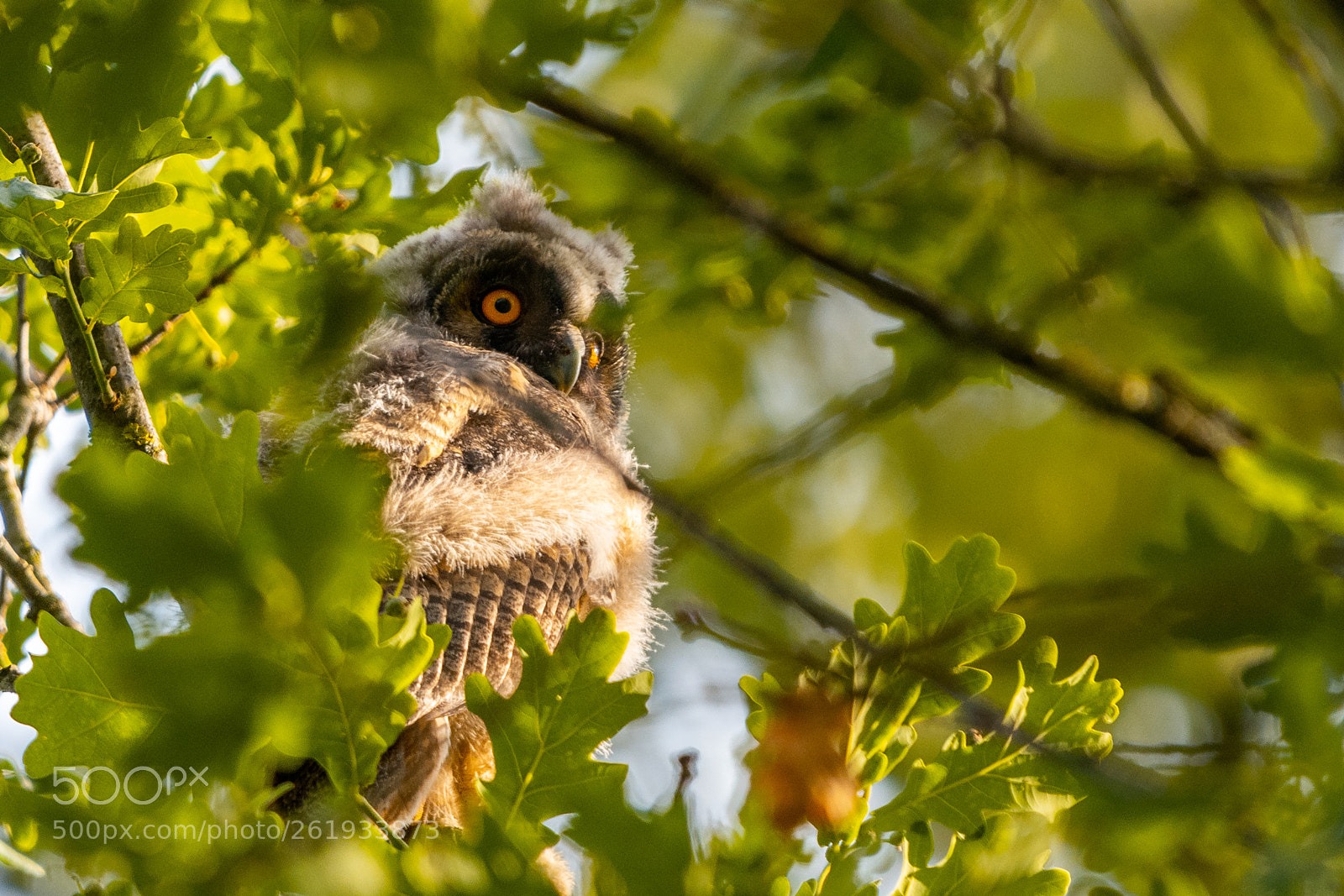 Nikon D850 sample photo. Waldohreule long-eared owl photography