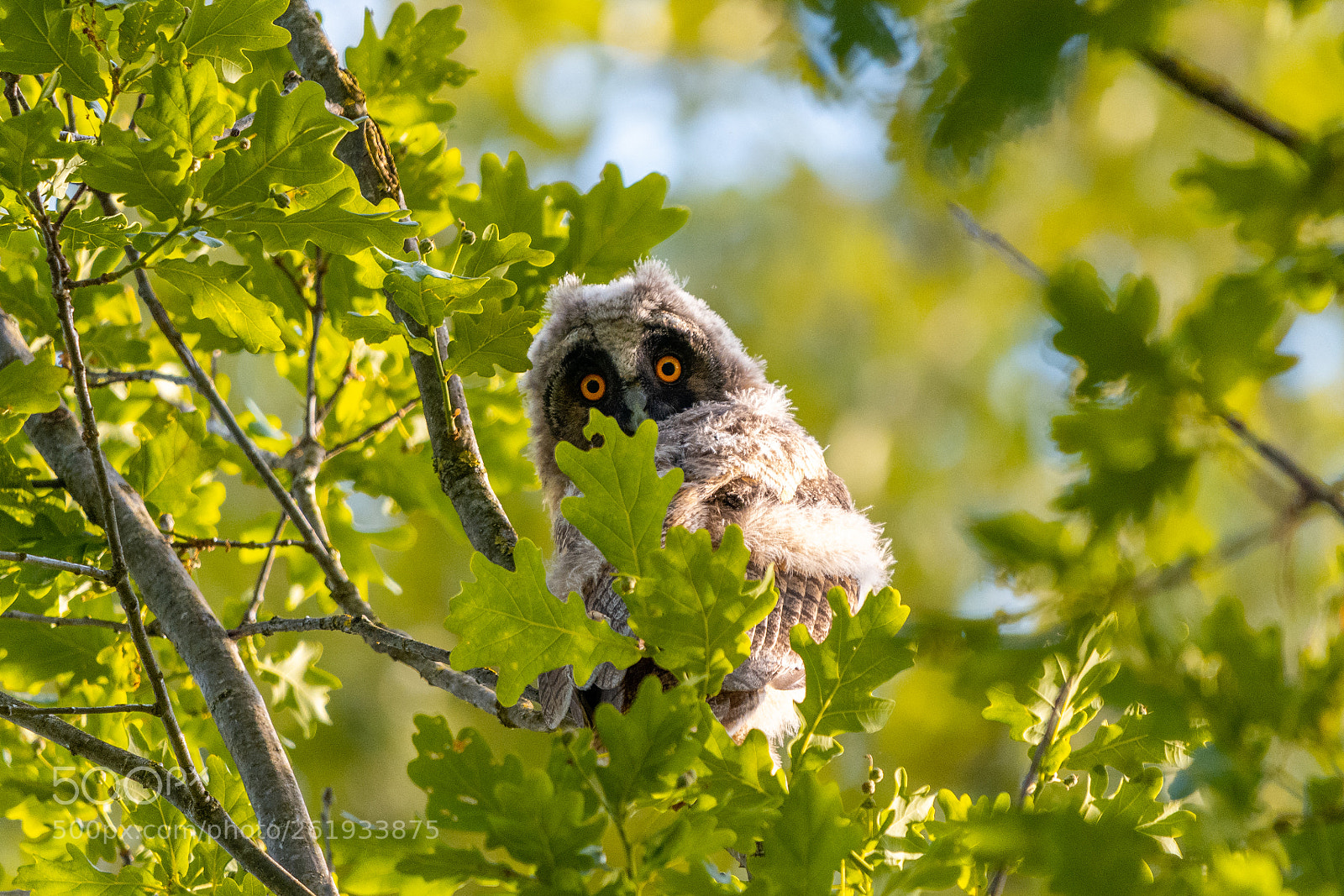 Nikon D850 sample photo. Waldohreule long-eared owl photography
