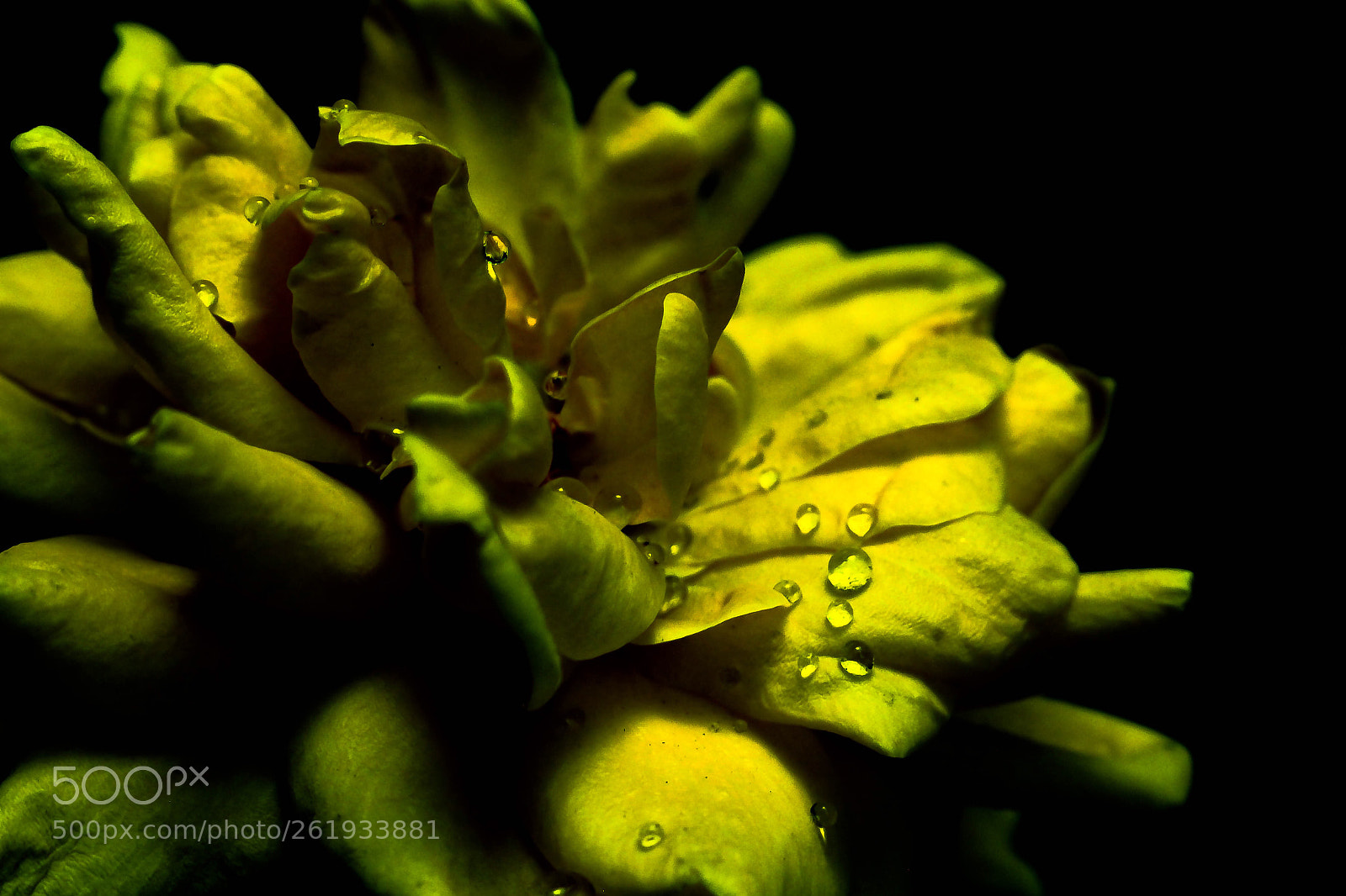 Canon EOS 700D (EOS Rebel T5i / EOS Kiss X7i) sample photo. Yellow rose  photography