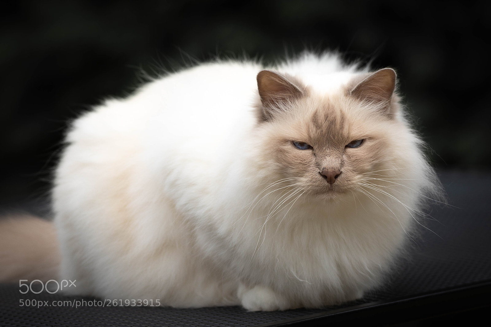 Canon EOS 5D Mark IV sample photo. Mylo photography