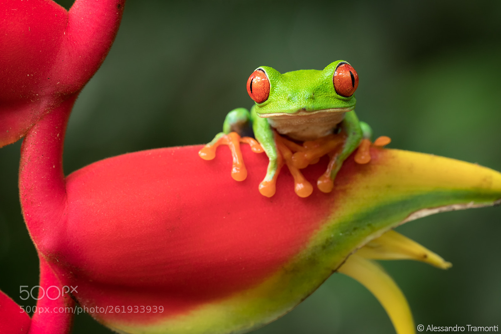 Canon EOS 5D Mark IV sample photo. Red-eyed tree frog photography