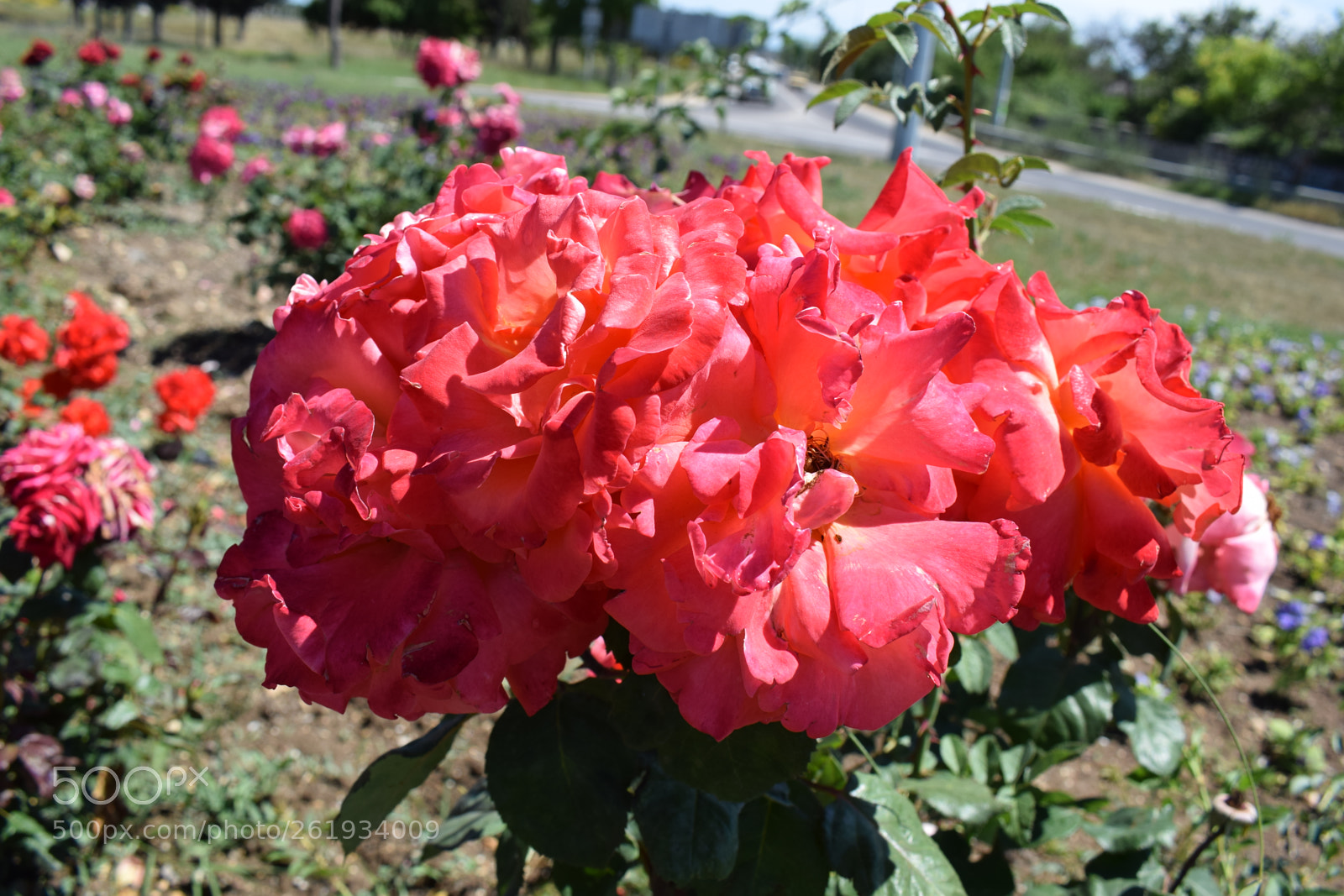 Nikon D5300 sample photo. Dsc photography