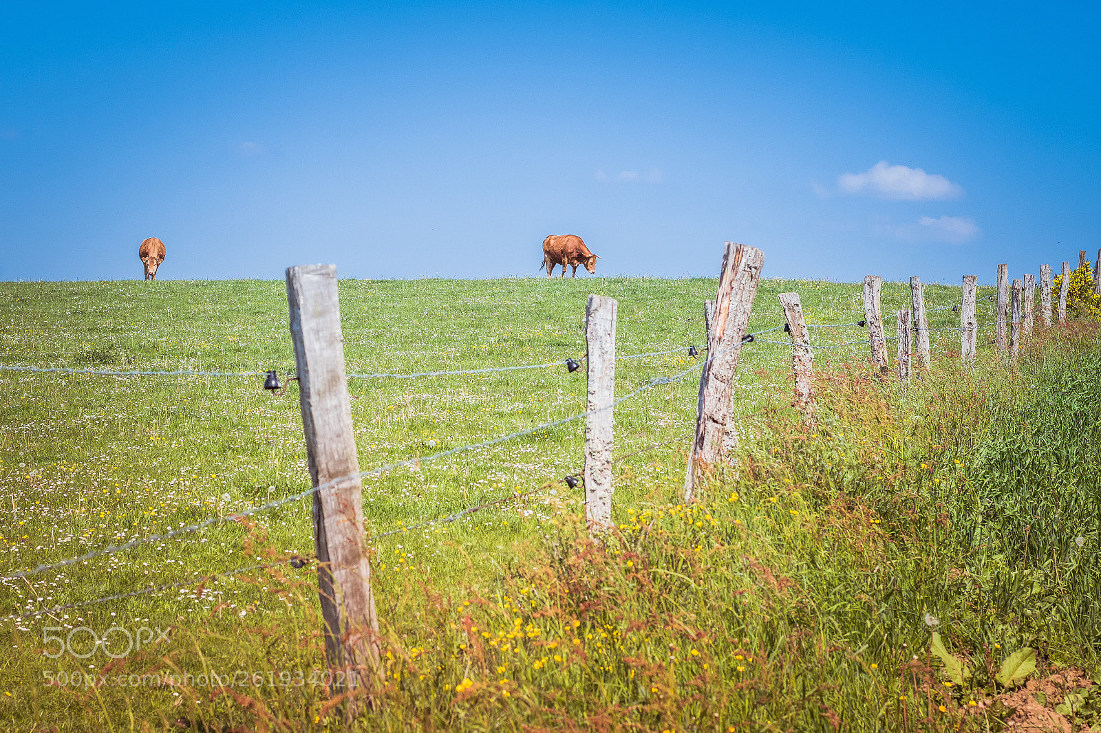 Nikon D5500 sample photo. The ardennes photography