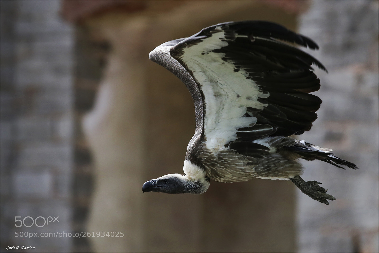 Canon EOS 6D sample photo. Vautour photography