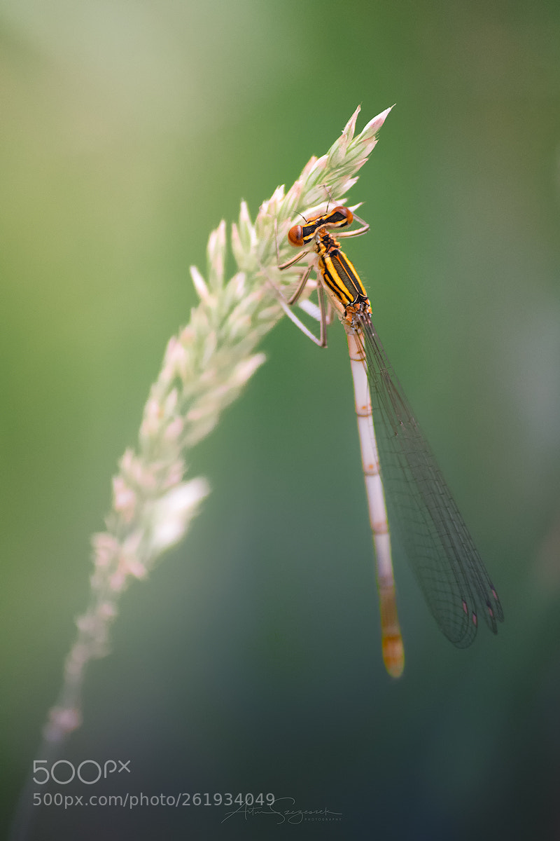 Nikon D7100 sample photo. ... photography