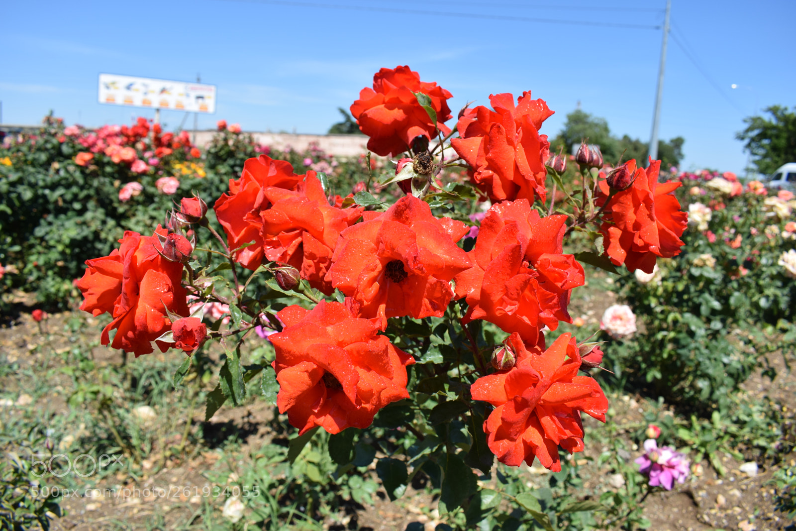 Nikon D5300 sample photo. Dsc photography