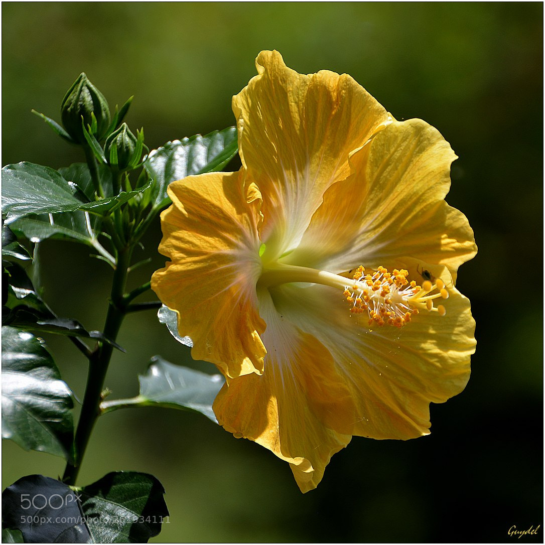 Nikon D5200 sample photo. Yellow ... that's all ! photography