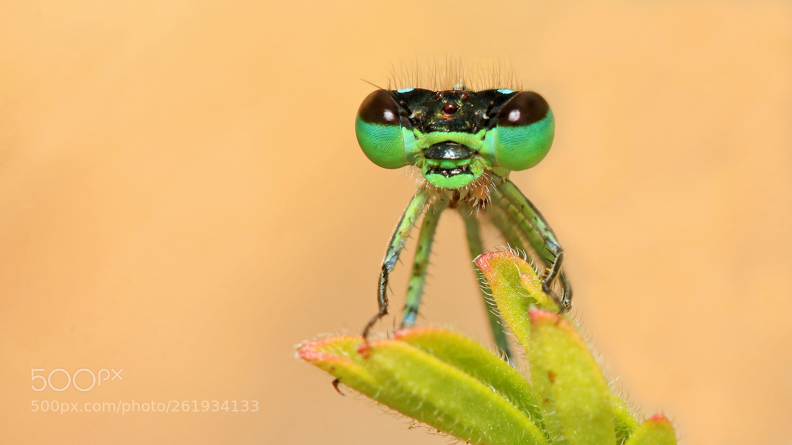 Canon EOS 70D sample photo. Macro/insect. photography