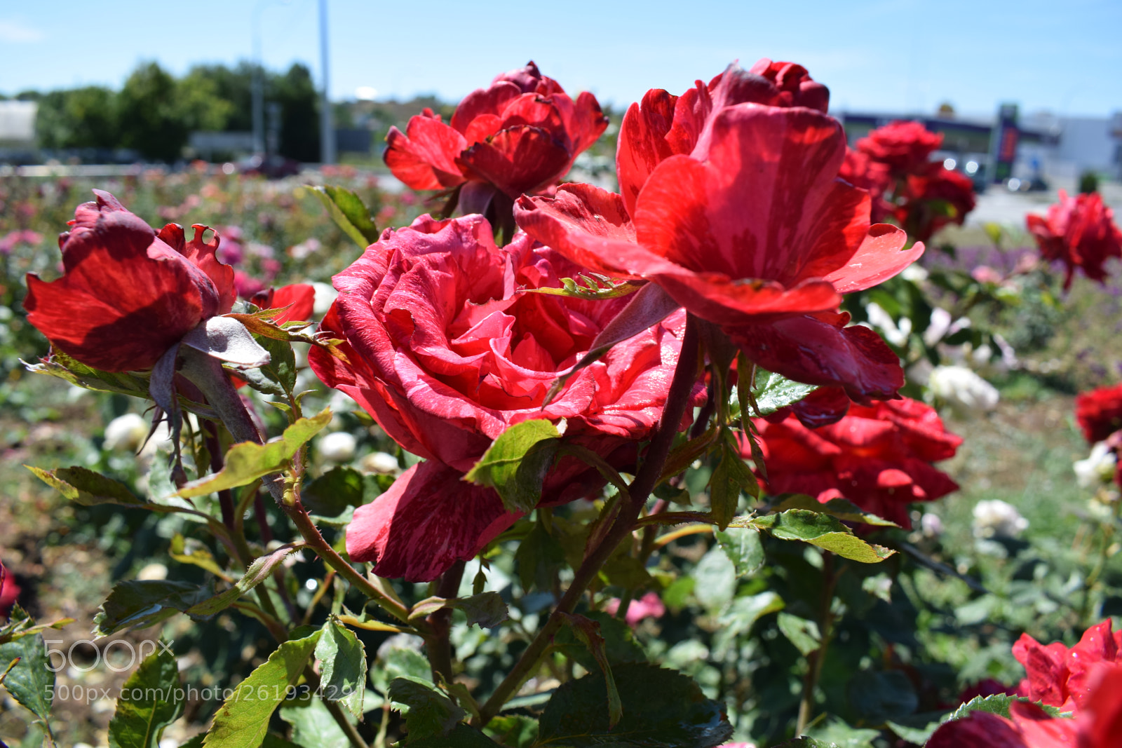 Nikon D5300 sample photo. Dsc photography