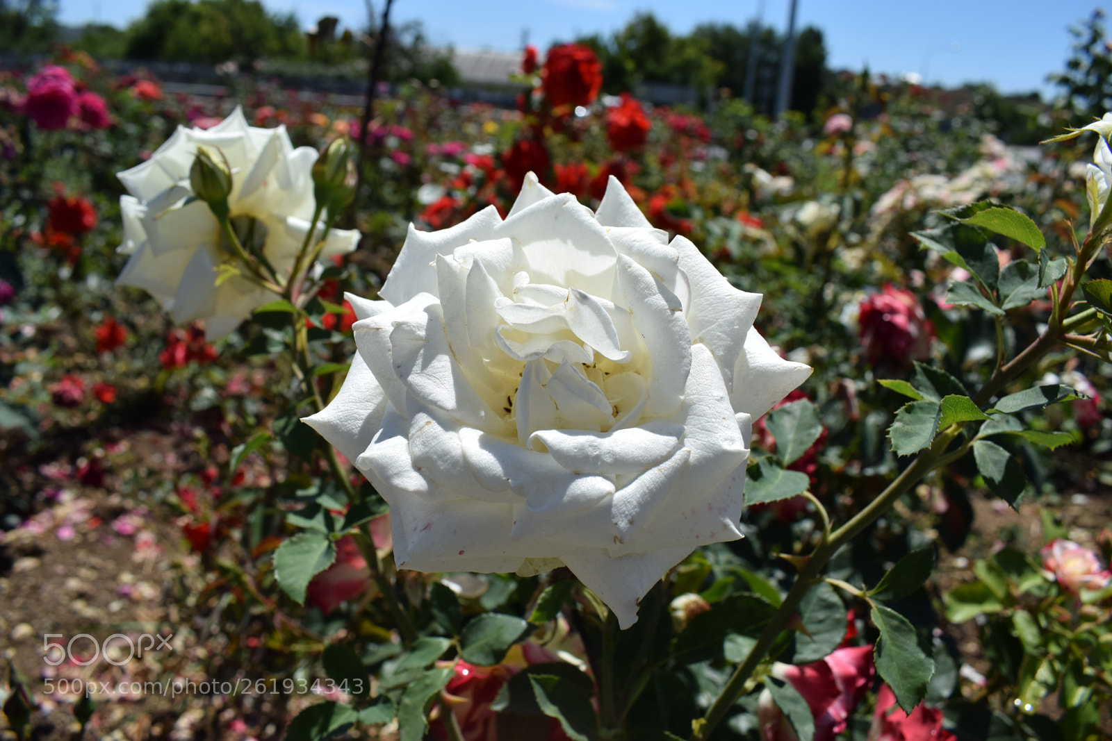 Nikon D5300 sample photo. Dsc photography