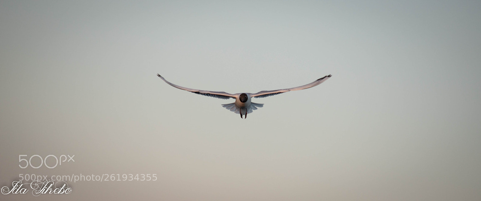 Canon EOS 6D Mark II sample photo. Img photography