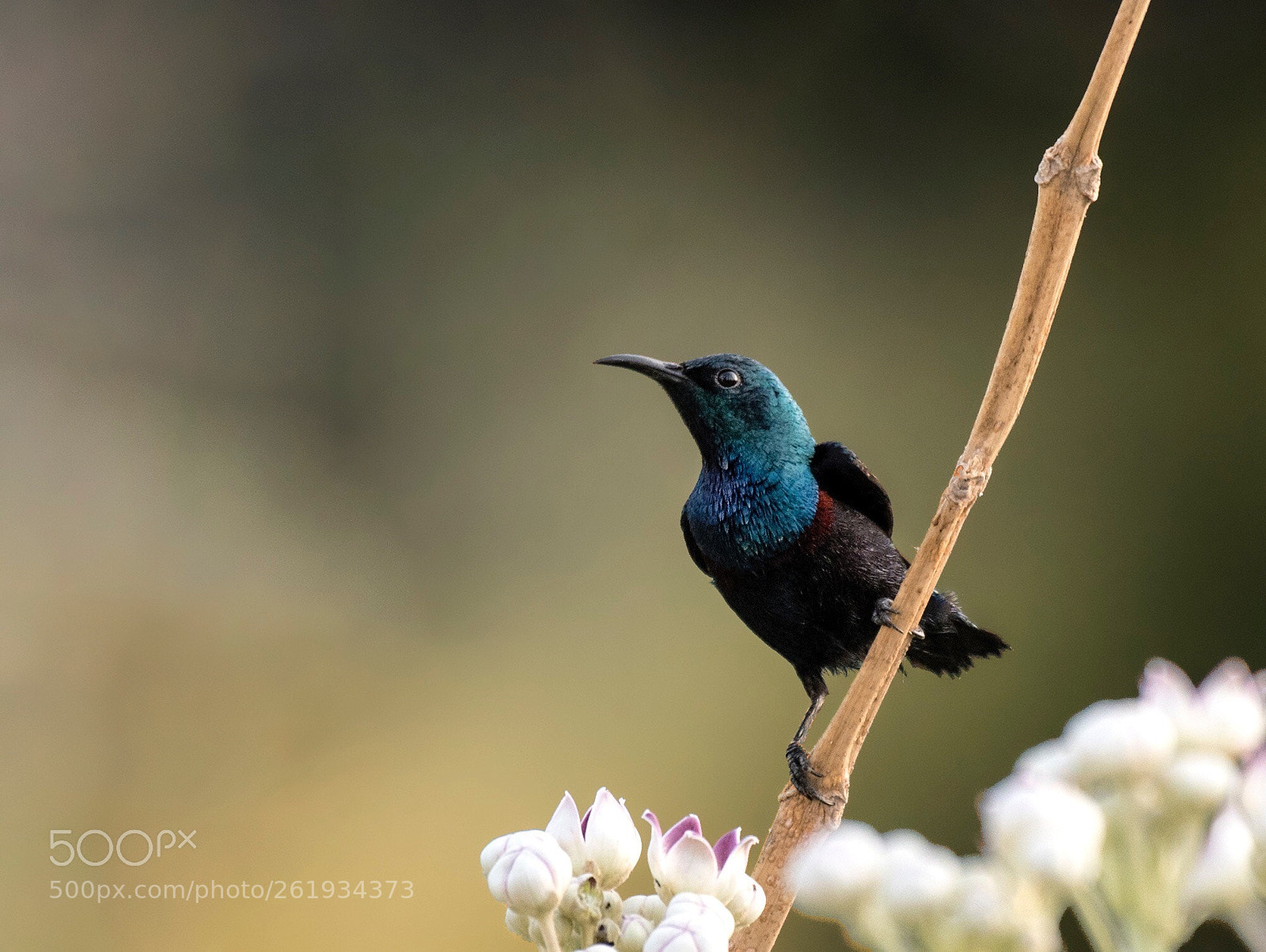 Nikon D750 sample photo. Purple sunbird photography