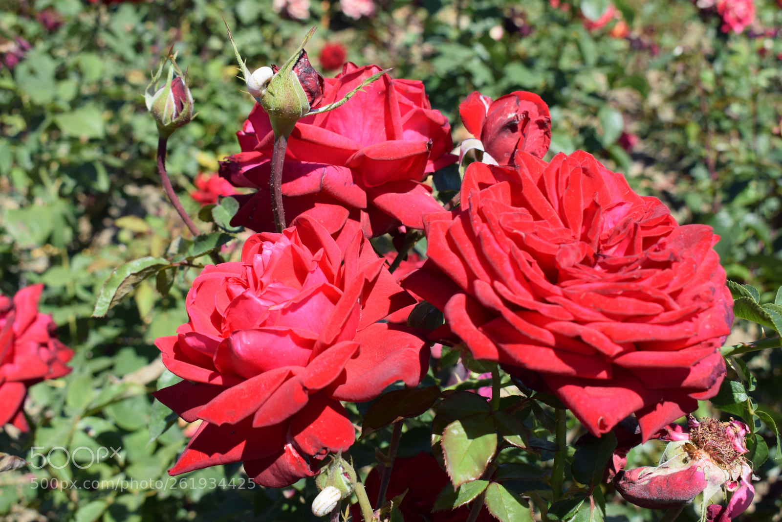 Nikon D5300 sample photo. Dsc photography