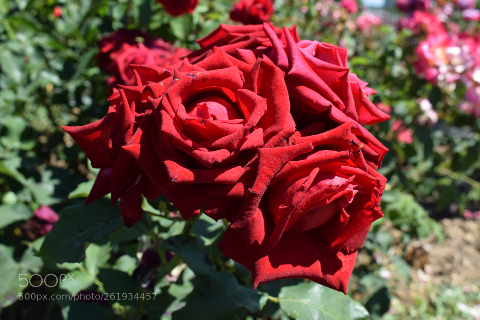Nikon D5300 sample photo. Dsc photography