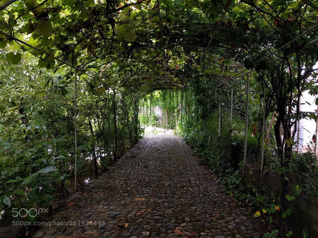 LG Nexus 5X sample photo. Green tunnel photography