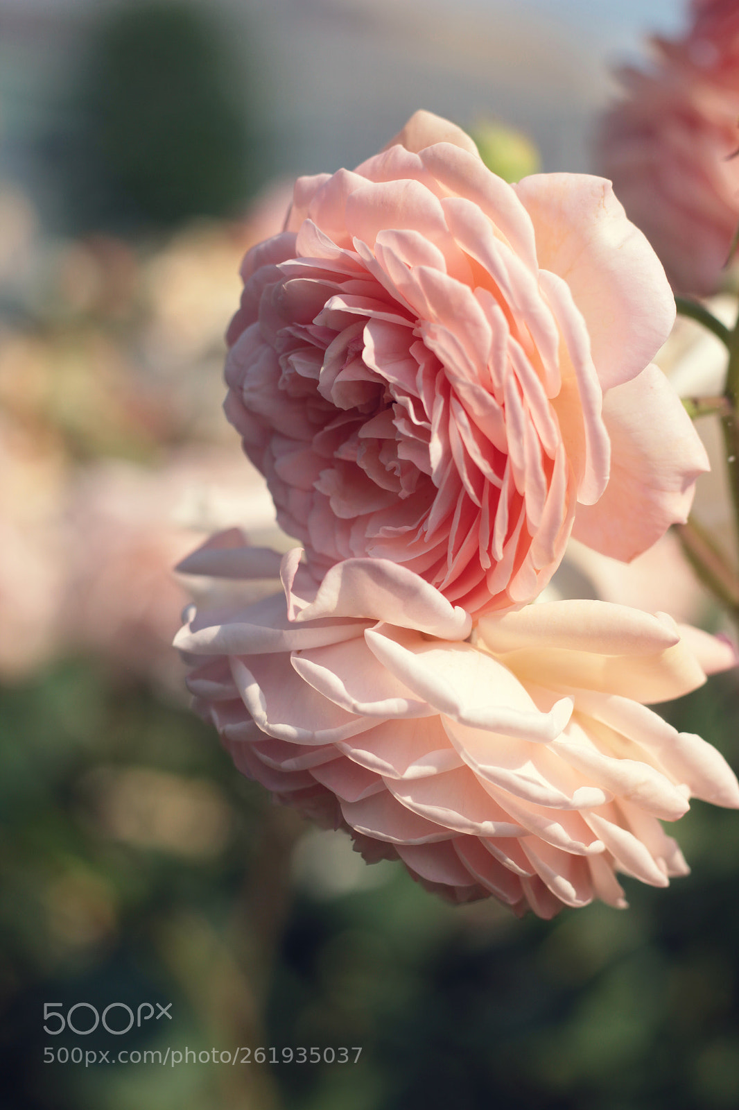 Canon EOS 1200D (EOS Rebel T5 / EOS Kiss X70 / EOS Hi) sample photo. Lovely coloured roses photography