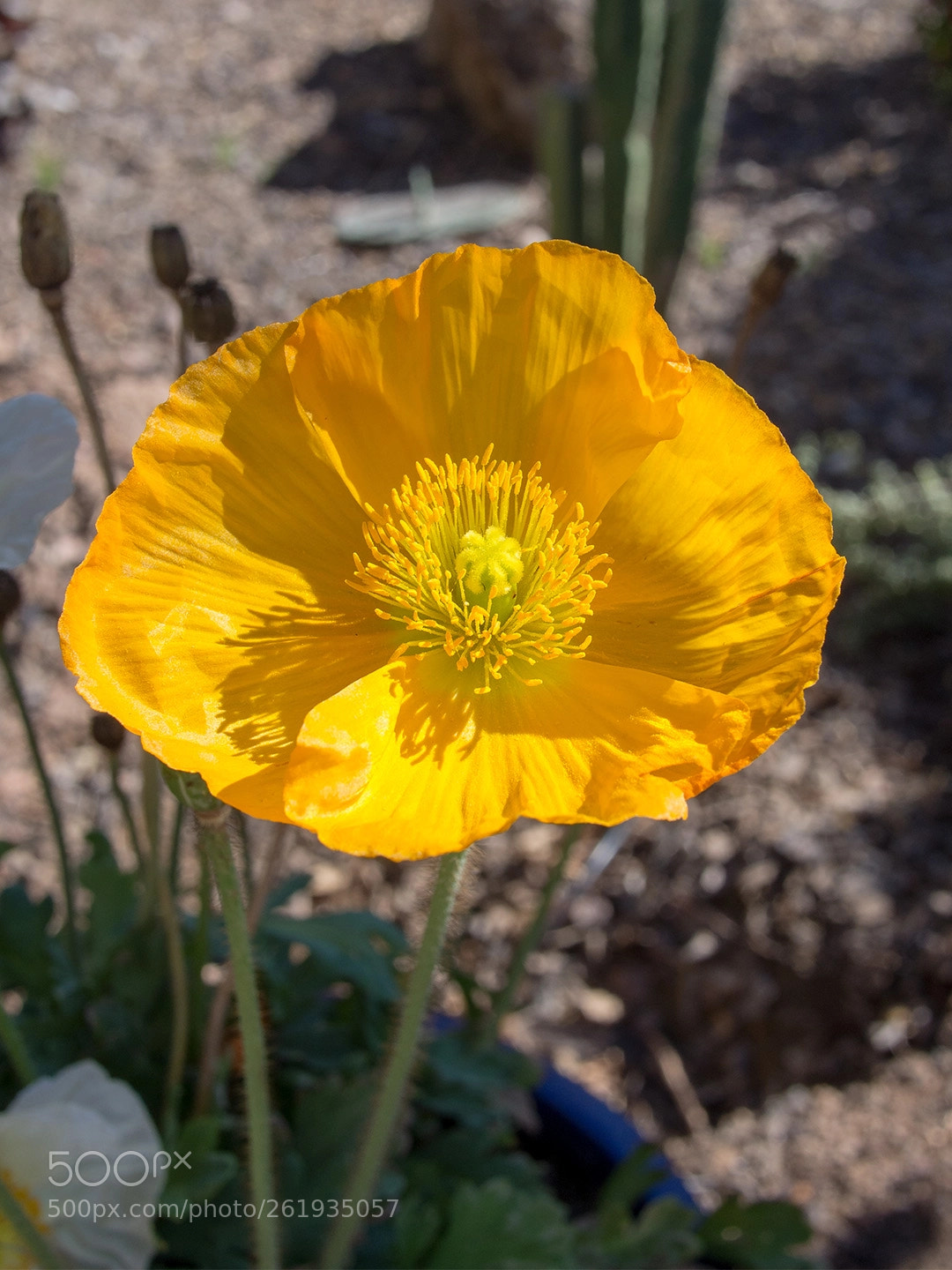 Olympus PEN E-PL5 sample photo. Flower photography