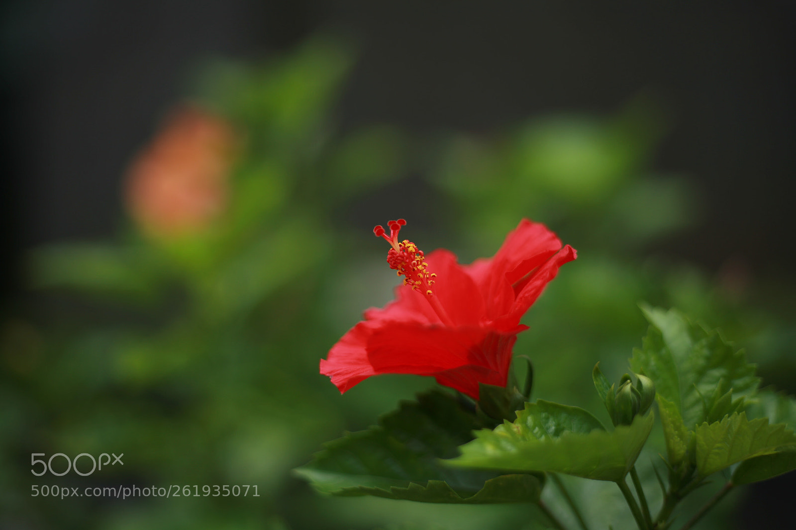 Canon EOS 5D sample photo. D a m b photography