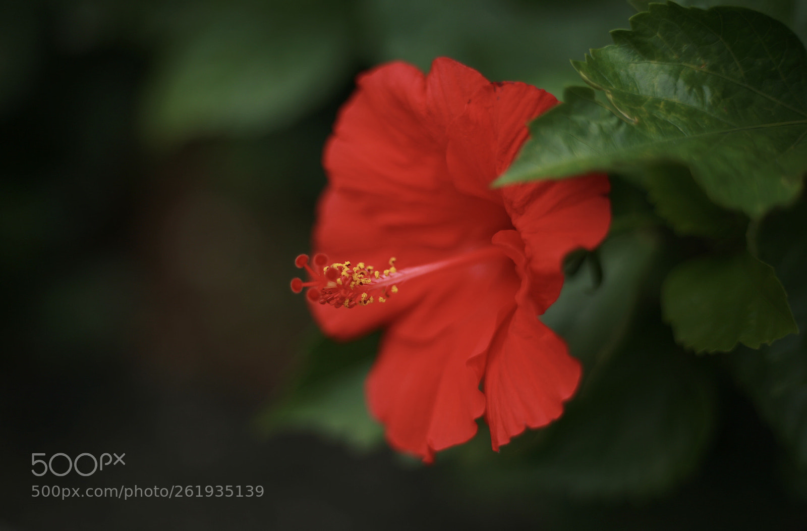 Canon EOS 5D sample photo. D a m b photography