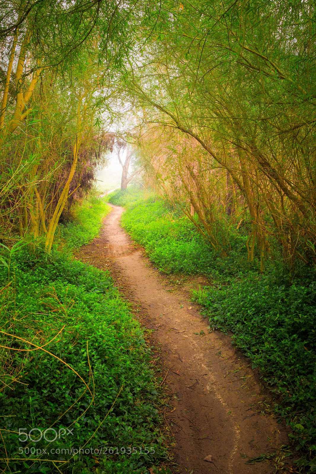 Canon EOS 5D Mark IV sample photo. Trail near yarra river photography