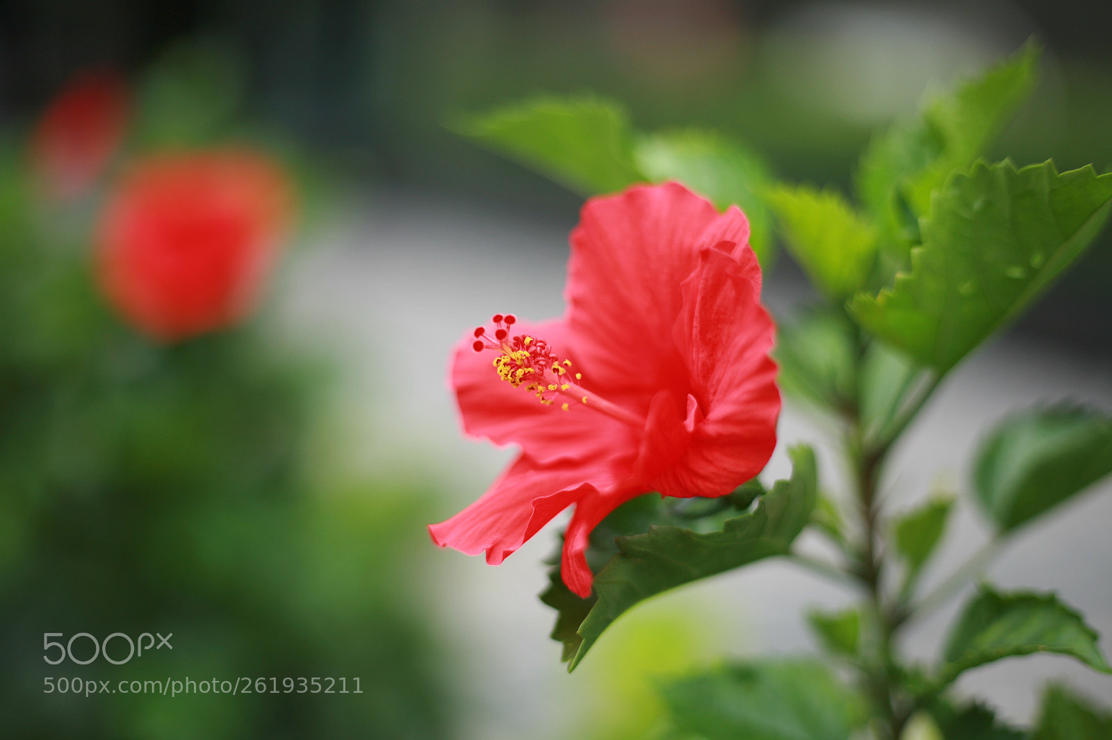 Canon EOS 5D sample photo. D a m b photography