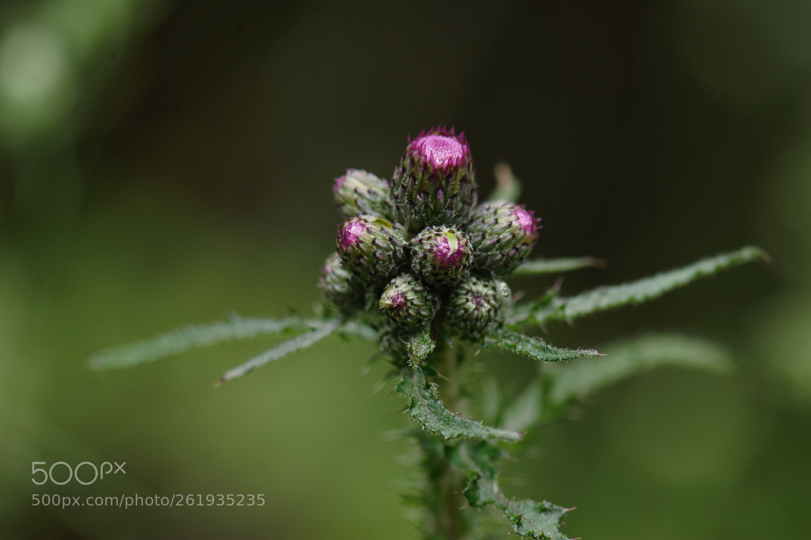 Nikon D700 sample photo. Pink flowers will soon photography