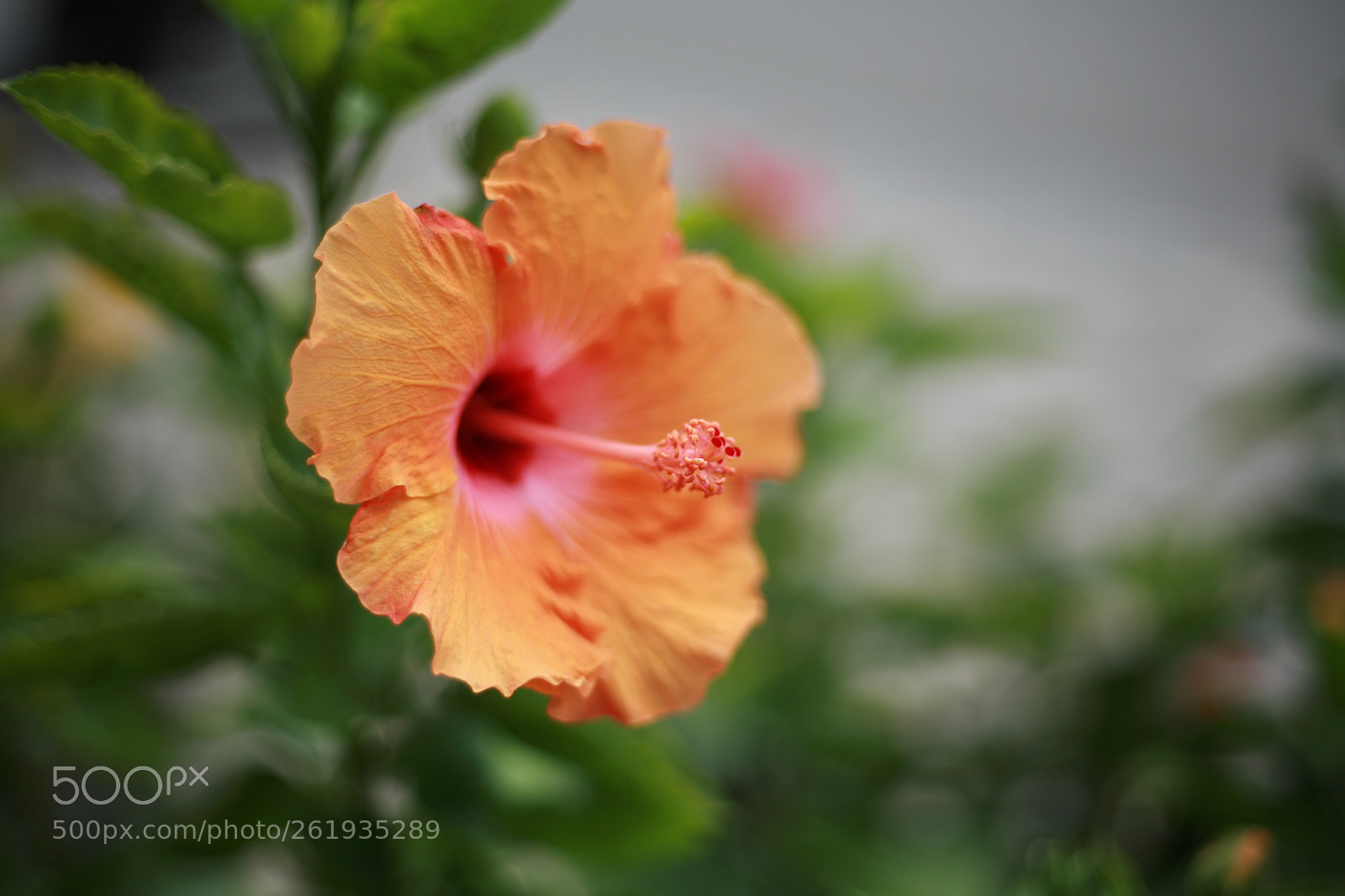 Canon EOS 5D sample photo. D a m b photography