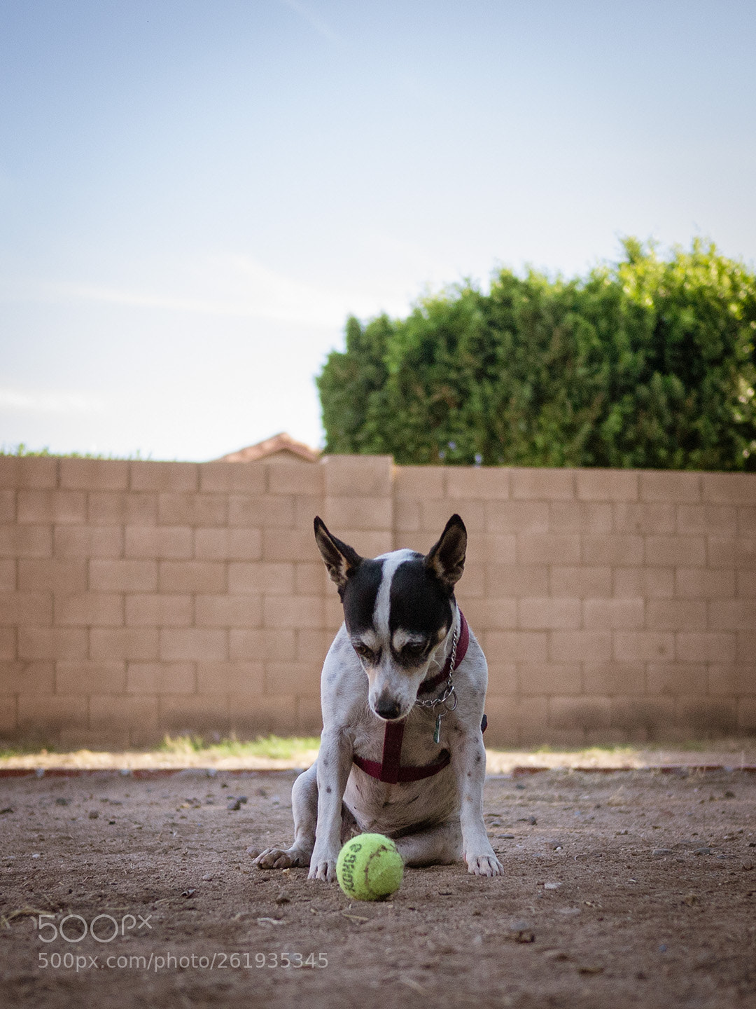 Panasonic Lumix DMC-GF3 sample photo. Will someone play? photography