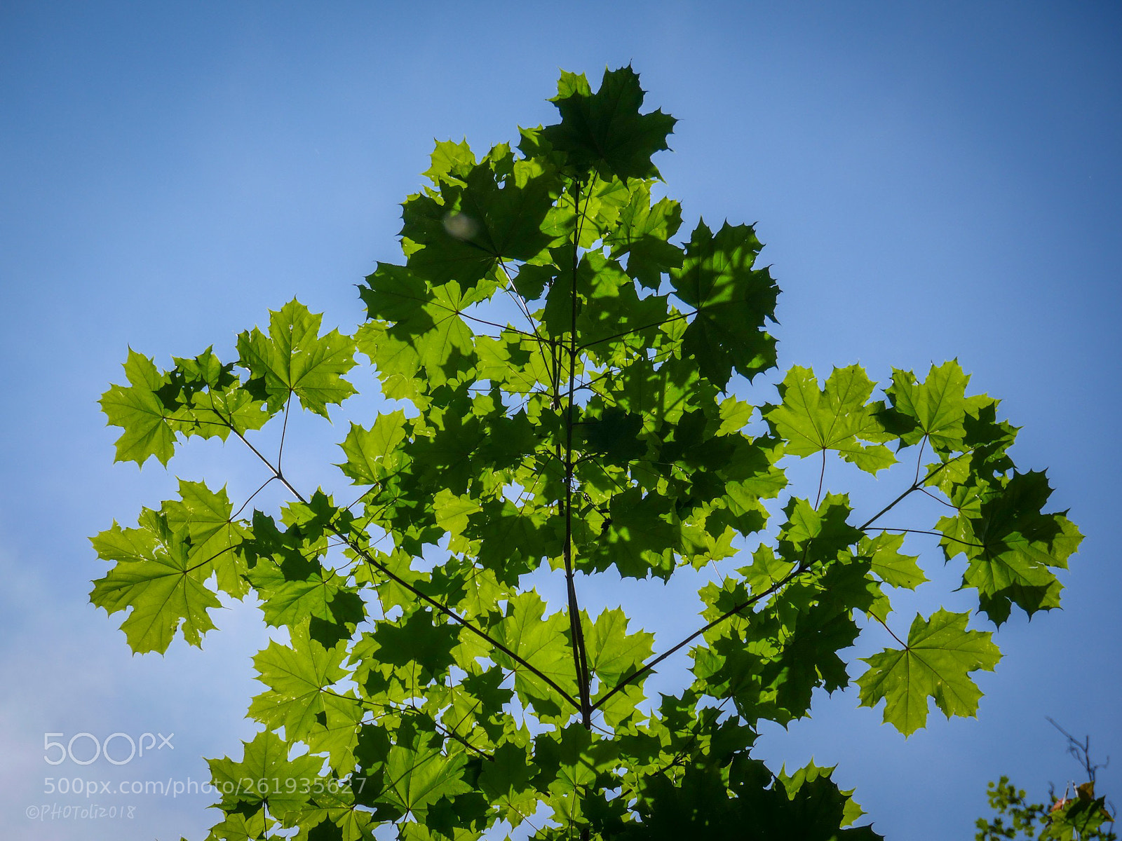 Panasonic Lumix DMC-GX8 sample photo. Leaf shaped tree photography