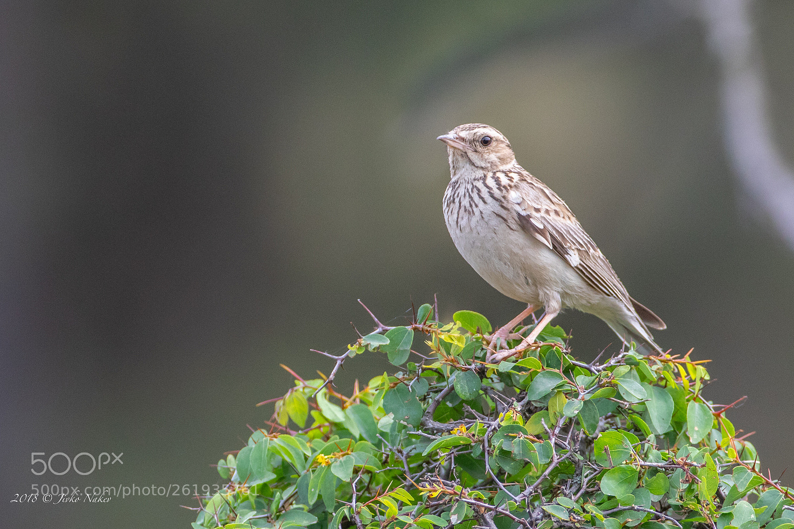 Canon EOS 7D Mark II sample photo. Woodlark - lullula arborea photography