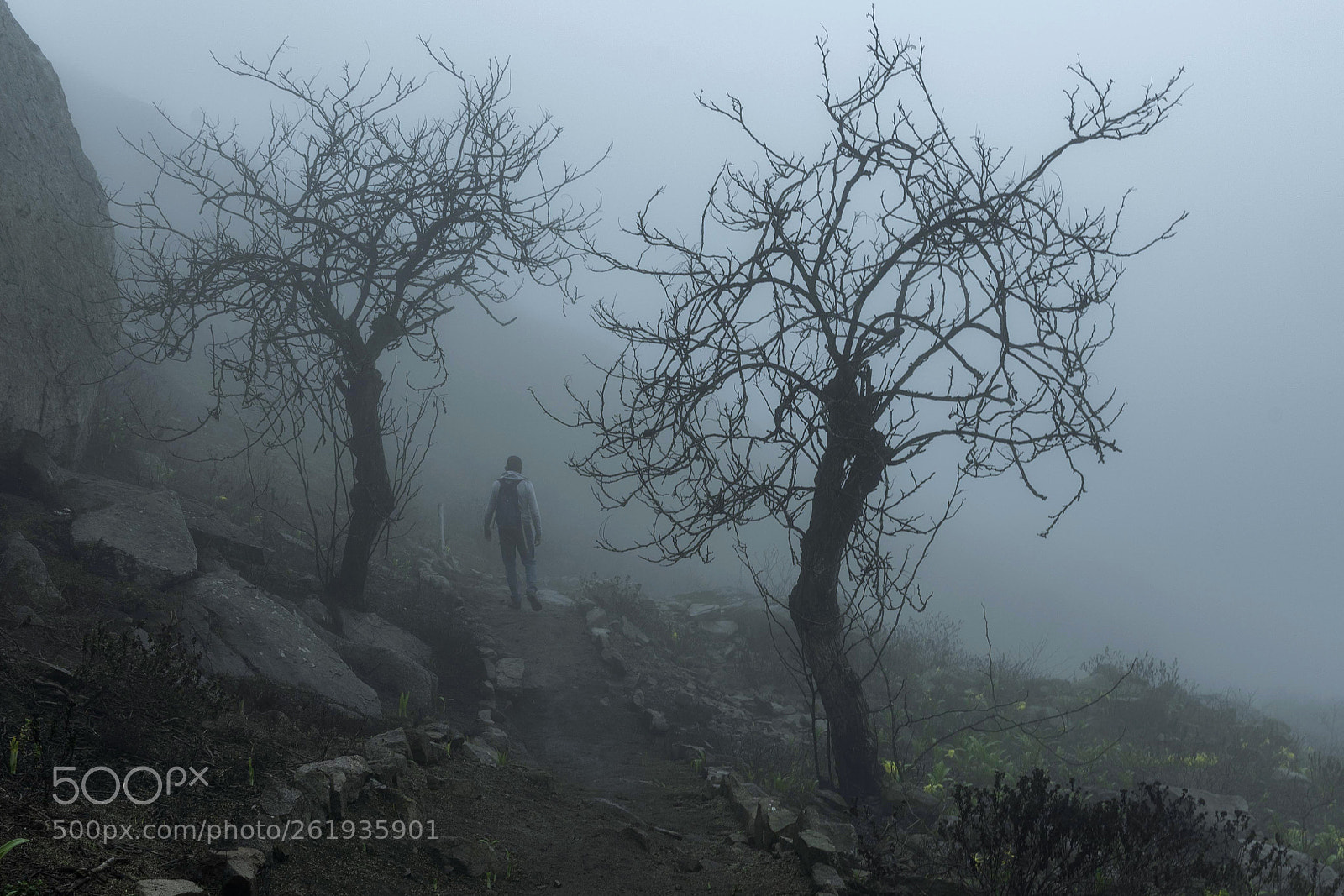 Nikon D750 sample photo. Behind the fog photography