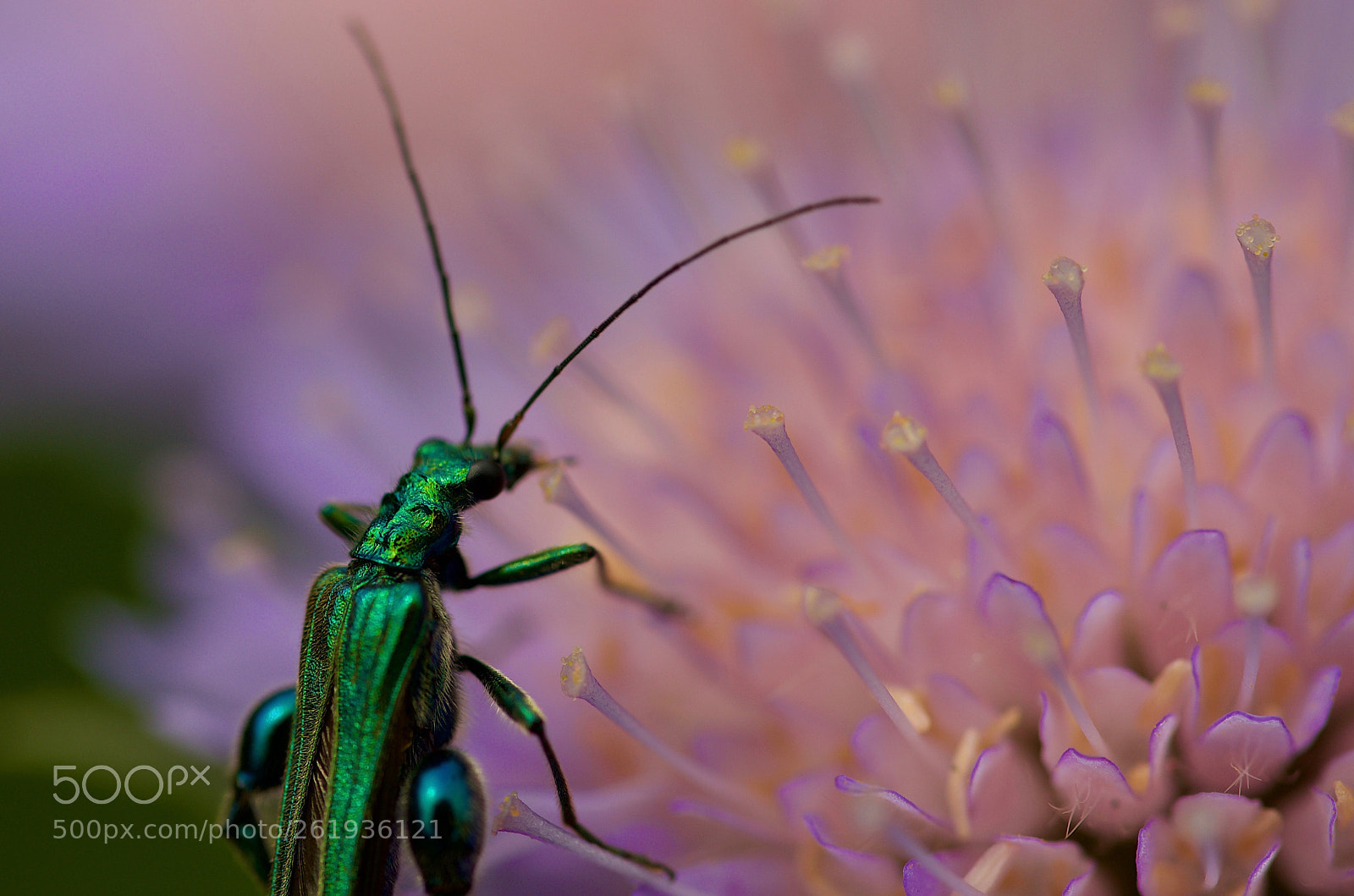Nikon D7000 sample photo. Just green metallic photography