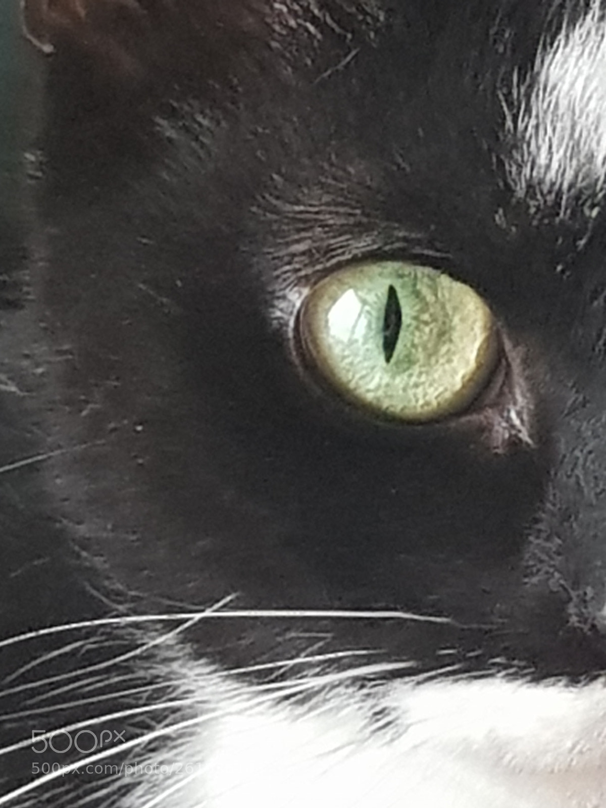 Samsung Galaxy S8 sample photo. Eye of the cat photography