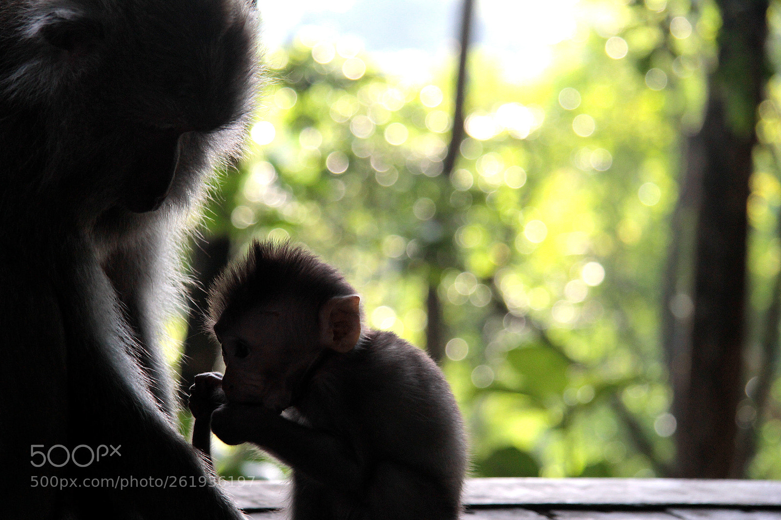 Canon EOS 60D + Canon EF-S 17-85mm F4-5.6 IS USM sample photo. Small monkey & mum photography