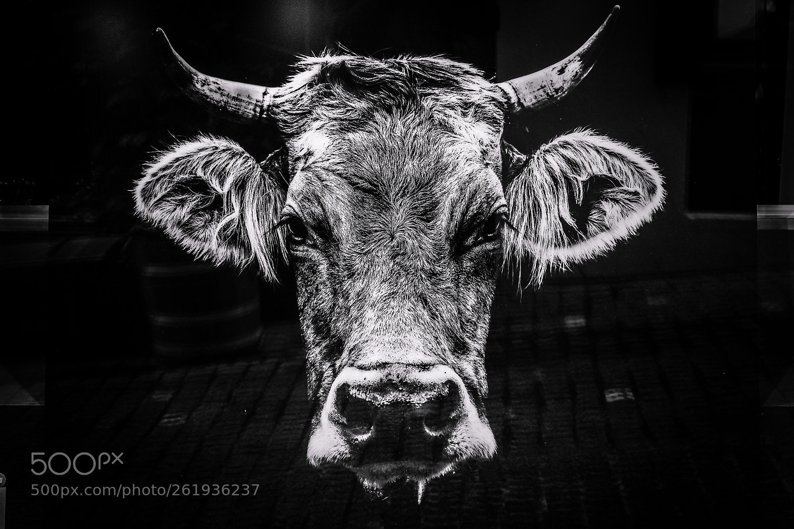 Canon EOS 6D sample photo. Cow photography