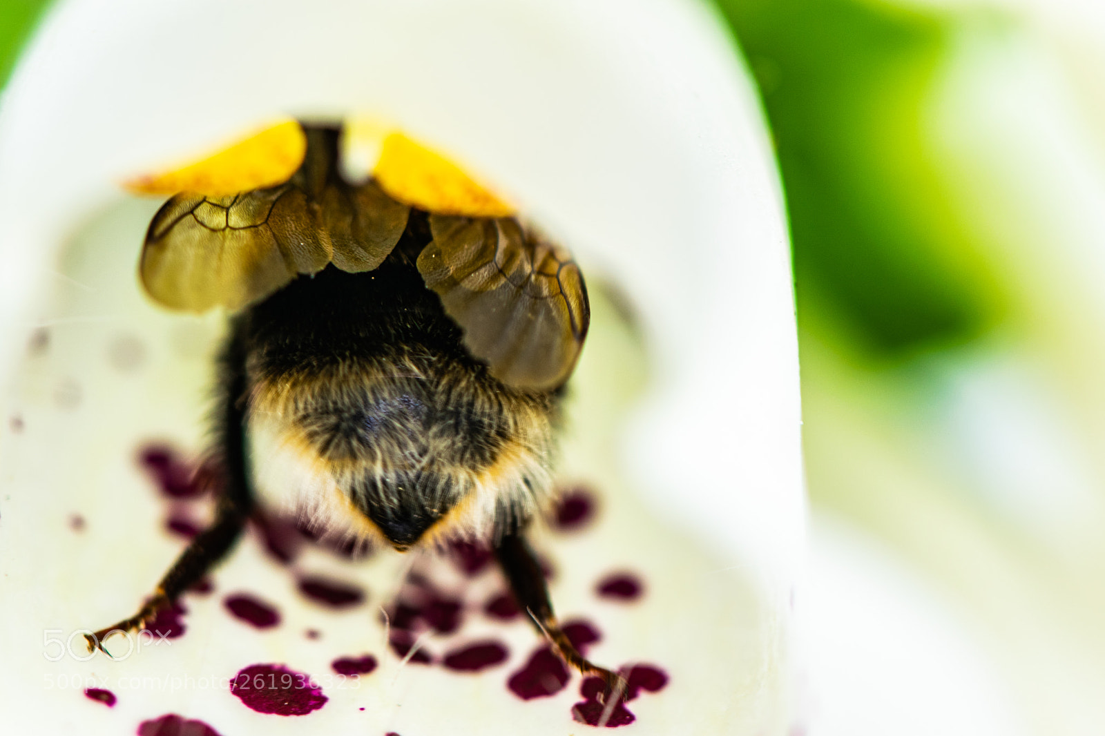 Nikon D3300 sample photo. Bumblebee photography