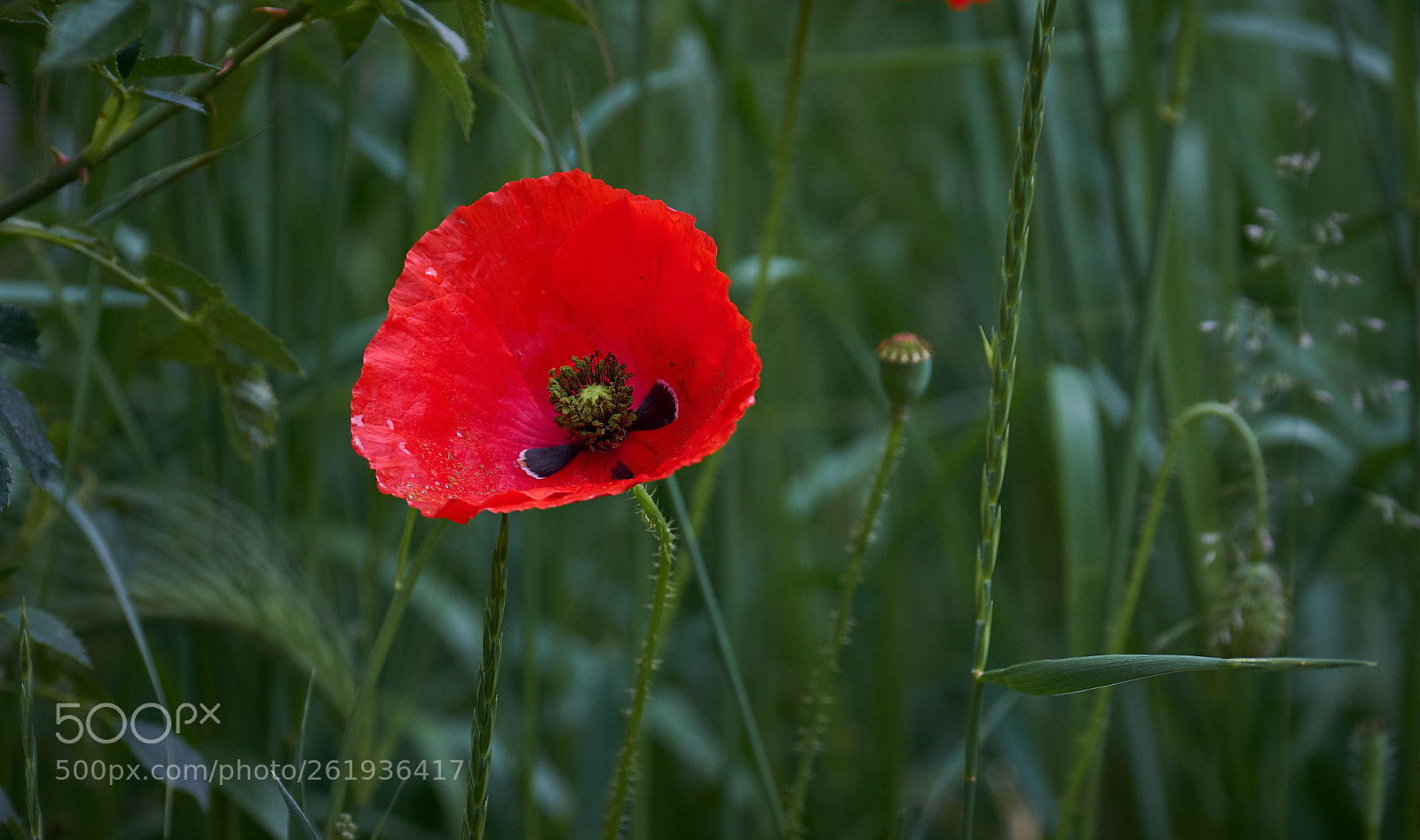 Fujifilm X-T2 sample photo. Amapola photography