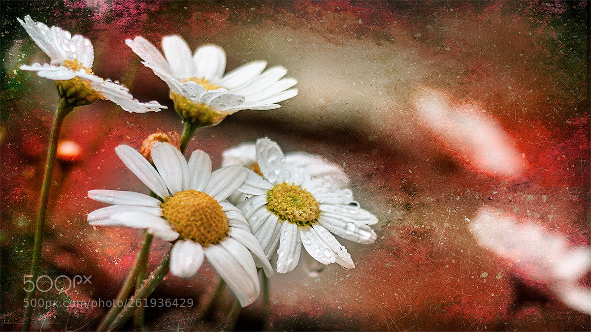 Canon EOS 40D sample photo. Leucanthemum vulgare photography