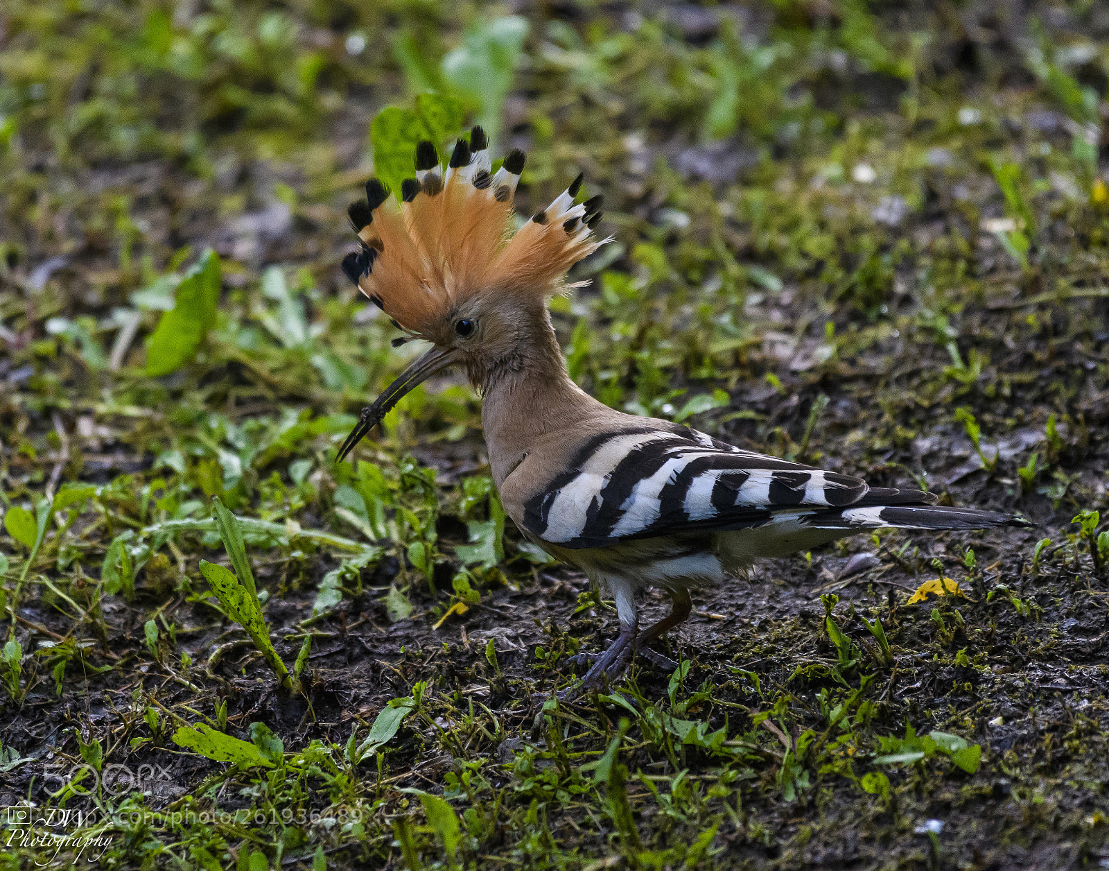 Nikon D500 sample photo. Wiedehopf photography