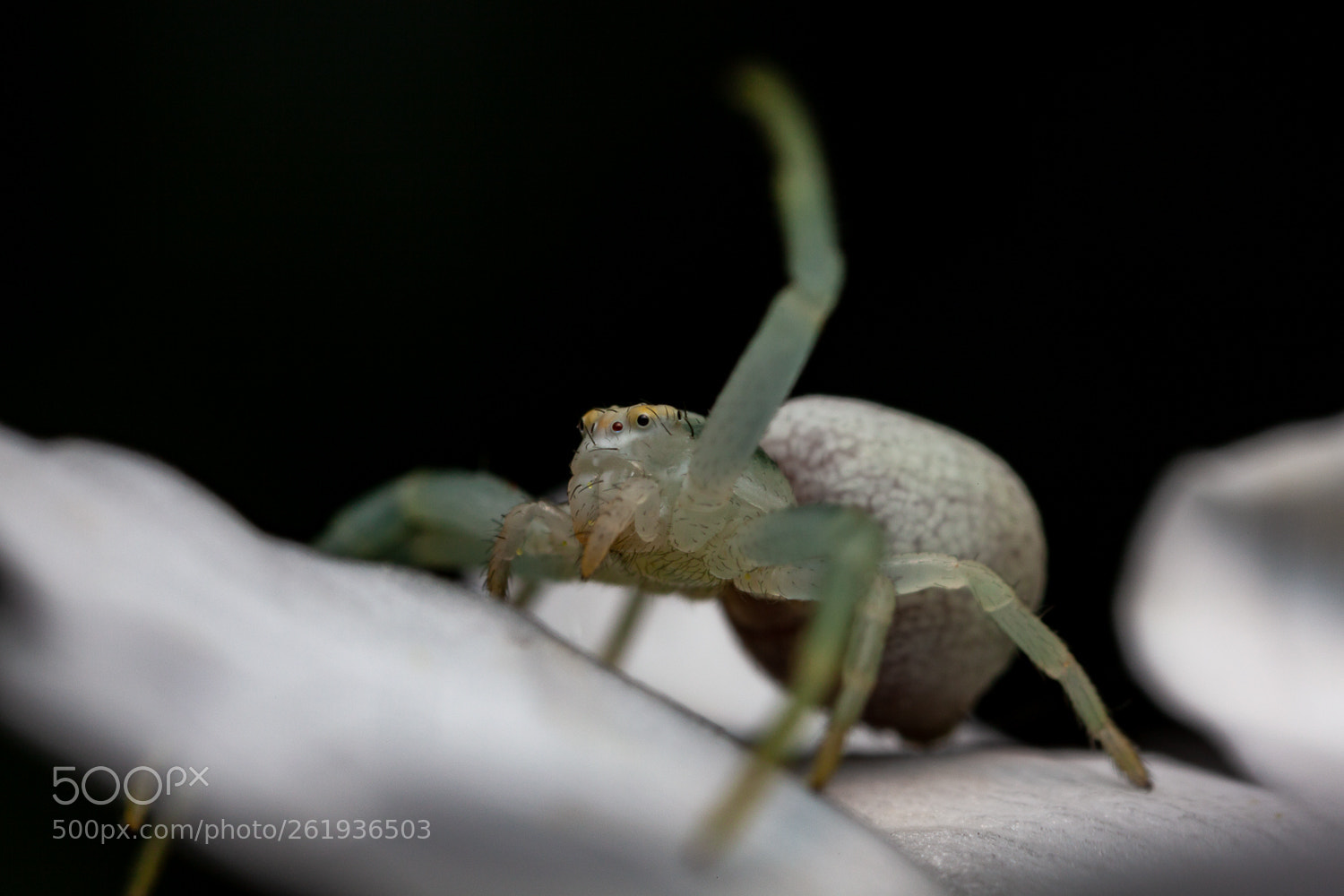 Canon EOS 5D Mark II sample photo. Misumena vatia photography