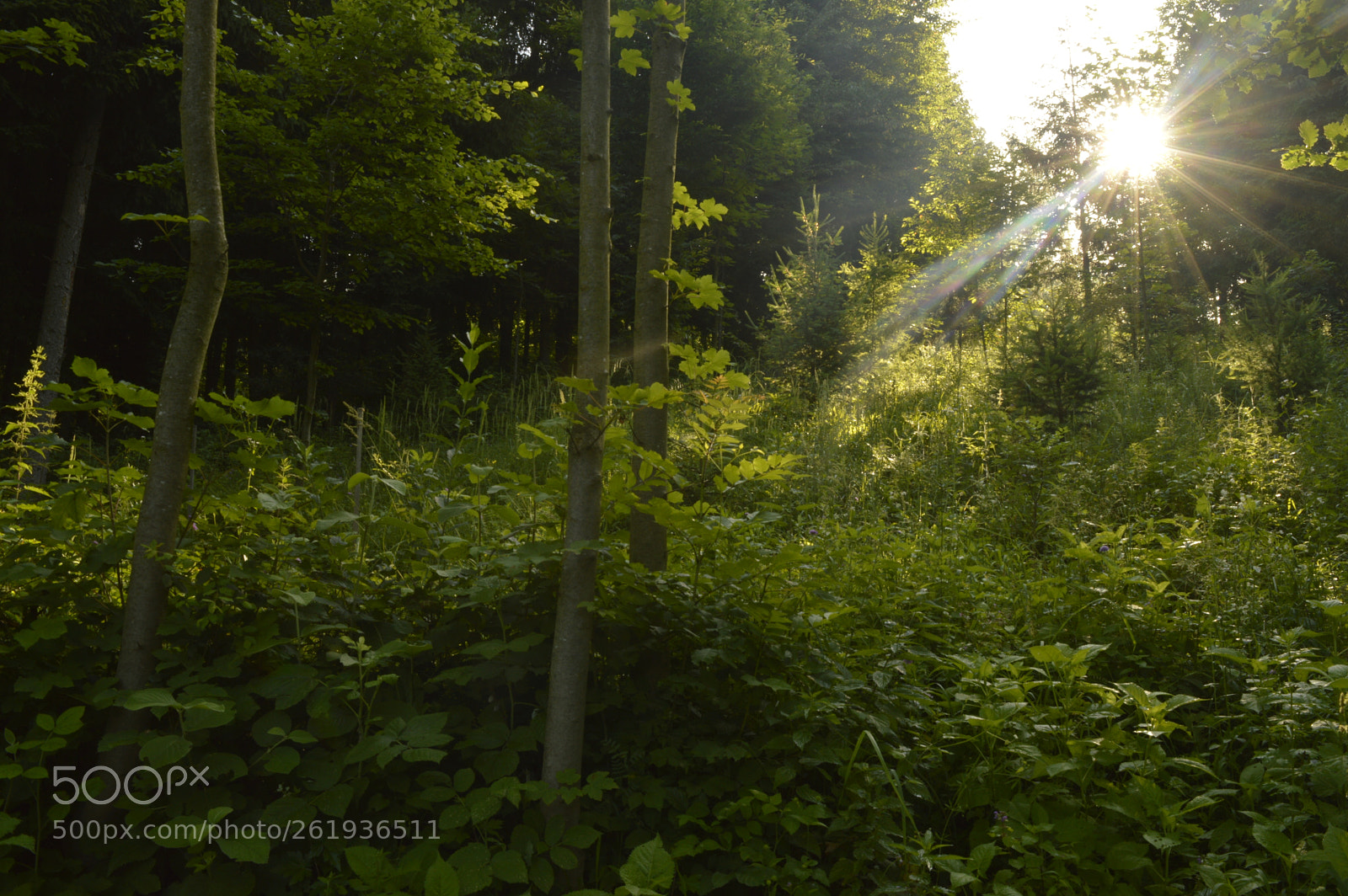 Nikon D3200 sample photo. Sunlight in forest photography
