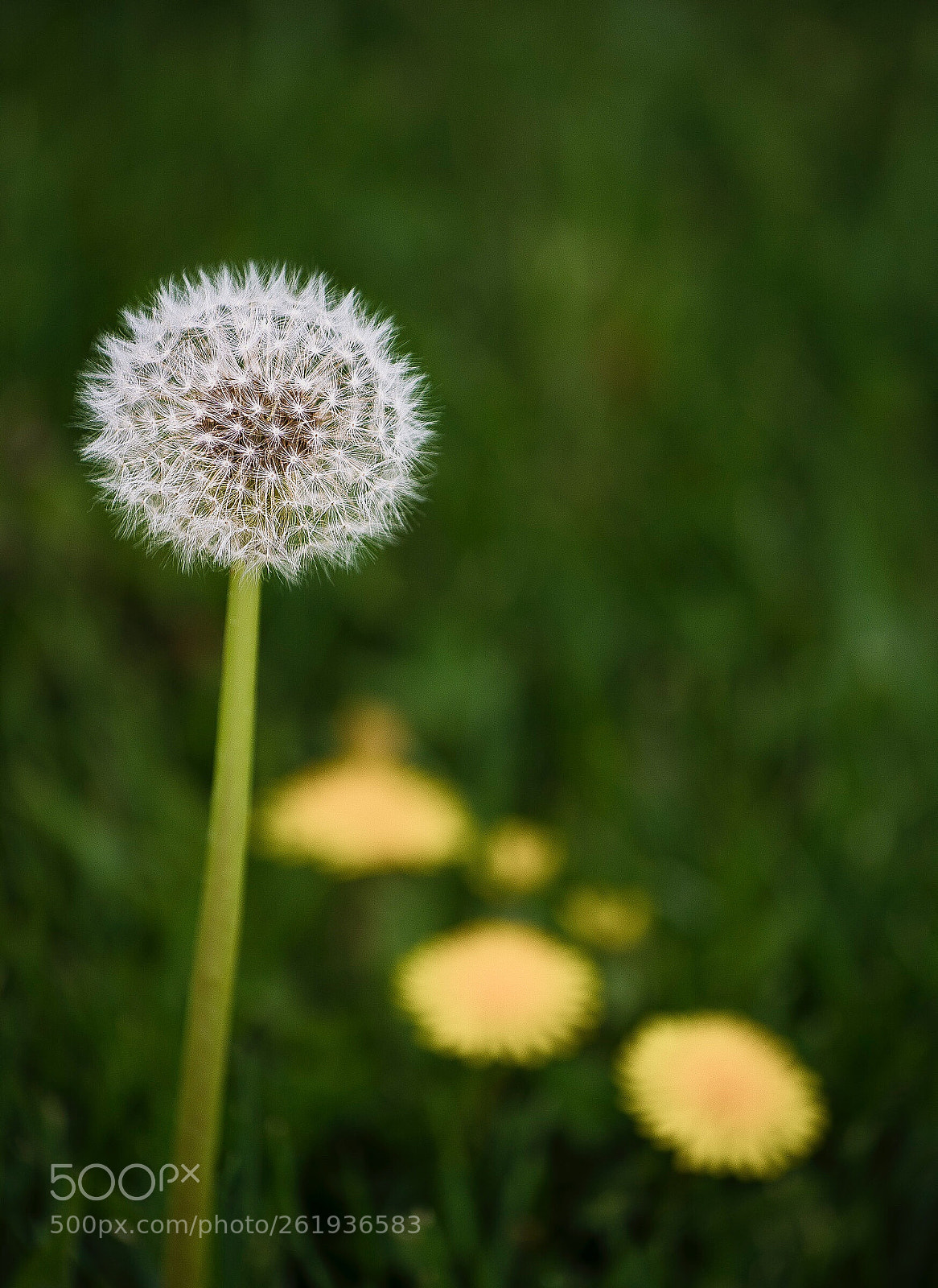 Nikon D600 sample photo. Untitled photography