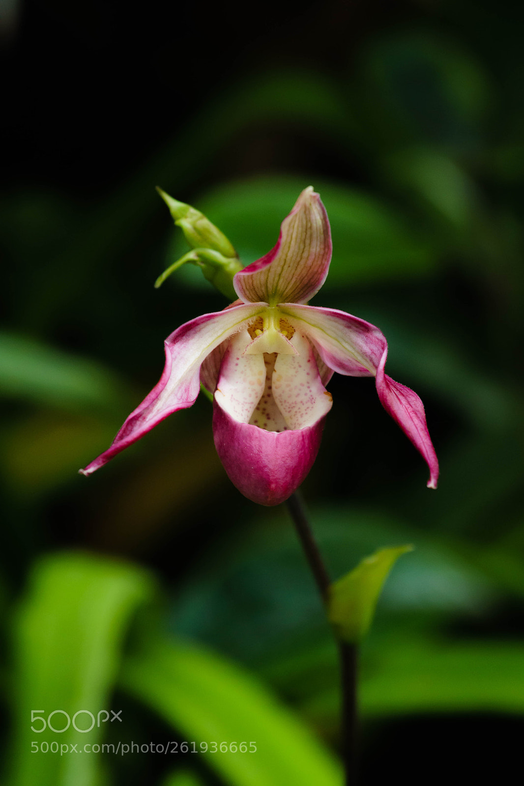 Sony a6300 sample photo. Orchids i photography