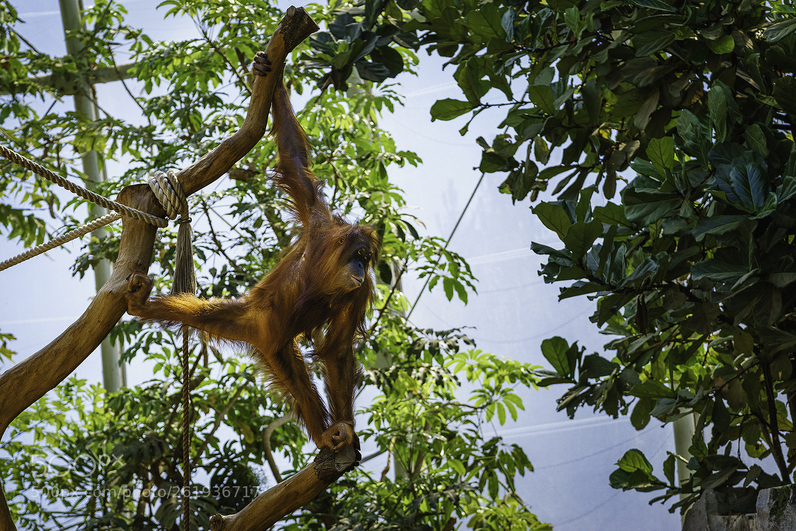 Sony a7 II sample photo. Orang-utan hagenbeck photography
